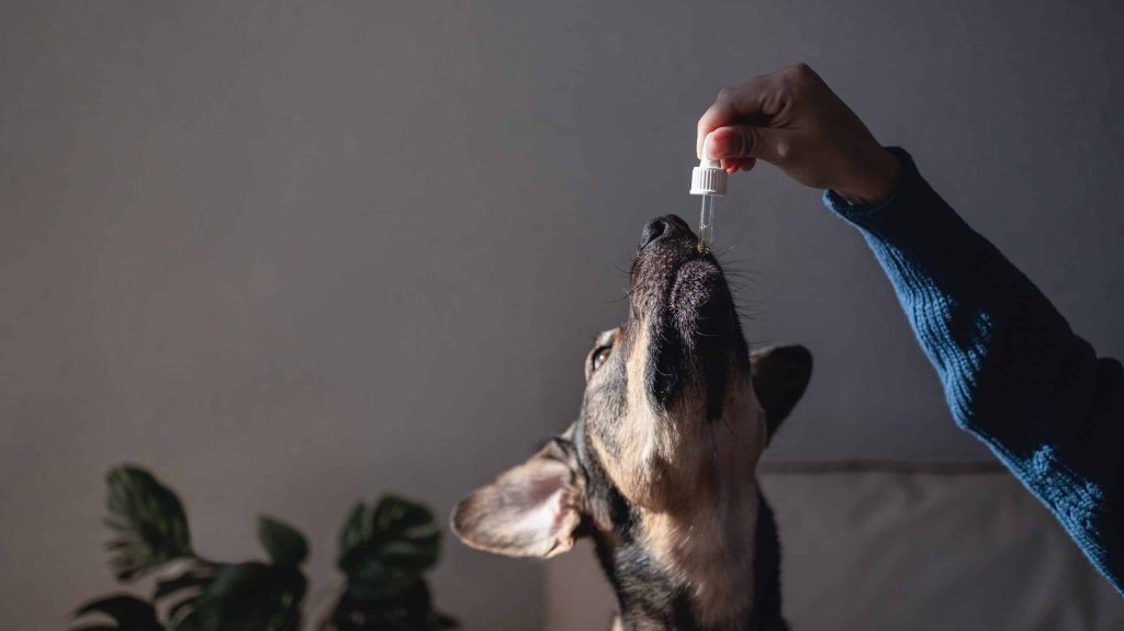 Paws-itively Calm: Exploring the Benefits of CBD Treats for Anxious Dogs
